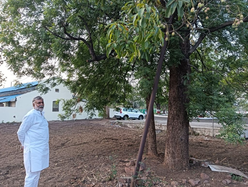 MP: मंत्री के बंगले में नीम के पेड़ में आम के फल.... स्वाद नेचुरल.. 2 img202405241832107649202199391561089