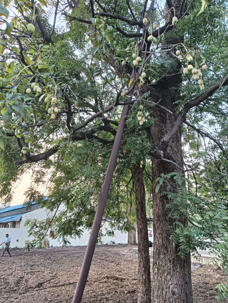 MP: मंत्री के बंगले में नीम के पेड़ में आम के फल.... स्वाद नेचुरल.. 3 img202405241832261599732503969448894