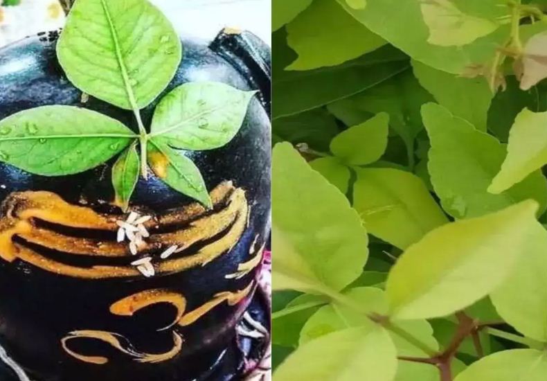 सावन में रुद्राभिषेक करते समय शिवलिंग पर कितने बेलपत्र चढ़ाएं