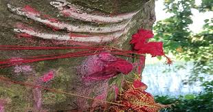 व्यापारियों की आस्था का केंद्र है ये 200 साल पुराना शिव मंदिर...पेड़ से प्रकट हुआ था शिवलिंग 1 व्यापारियों की आस्था का केंद्र है ये 200 साल पुराना