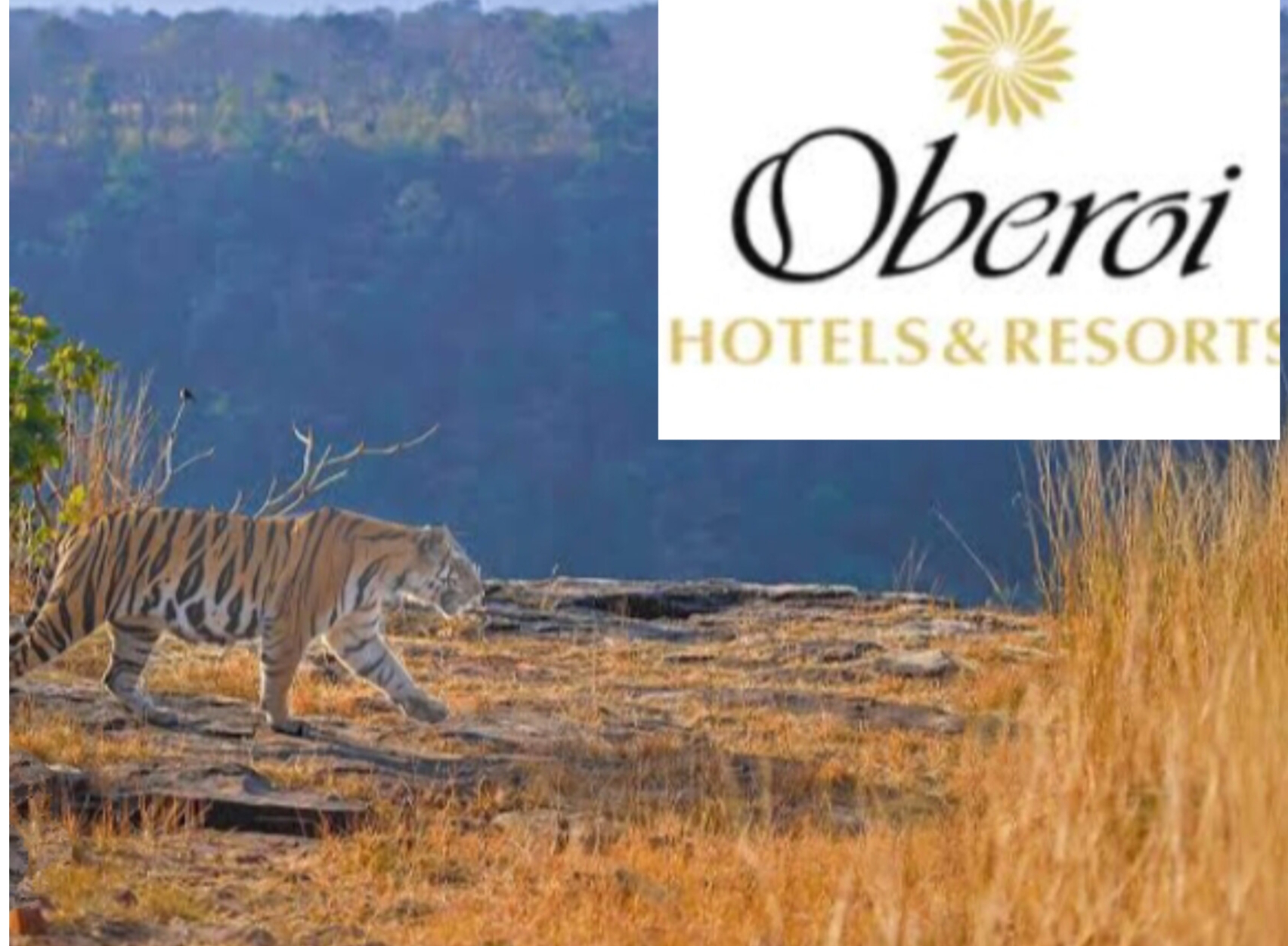 Panna tiger reserve: ओबेरॉय ग्रुप को जमीन देने से खड़ा हुआ विवाद, वन्यजीव संरक्षण के लिए खतरा.... 6 IMG 20240925 162142