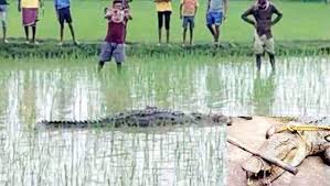 गाँव से लगे खेत में देखा गया विशालकाय मगरमच्छ मचा हड़कप 1 गाँव से लगे खेत में देखा गया विशालकाय मगरमच्छ मचा