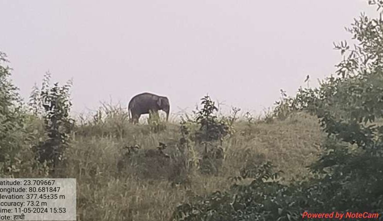 अवयस्क हाथी को कटनी से किया सफलतापूर्वक रेस्क्यू 1 अवयस्क हाथी को कटनी से किया सफलतापूर्वक रेस्क्यू