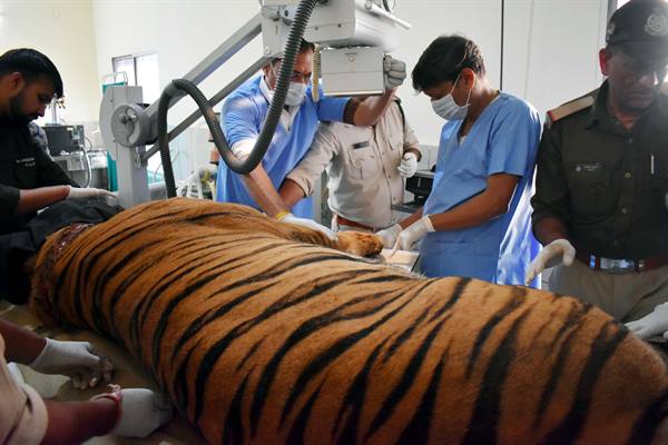 वन विहार में बांधवगढ टाईगर रिजर्व के नर बाघ ‘छोटा भीम’ का हो रहा उपचार 1 वन विहार में बांधवगढ टाईगर रिजर्व के नर बाघ ‘छोटा