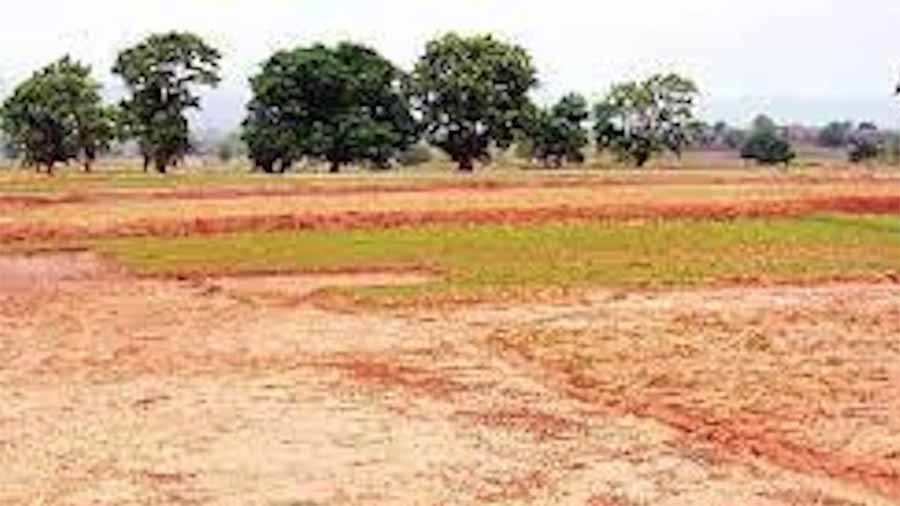कोरबा में पटवारी ने नियम कानून को ताक पर रखकर