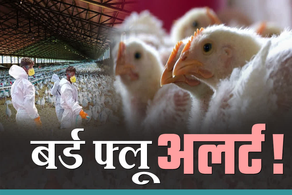 छिंदवाड़ा में बर्ड फ्लू की पुष्टि जिला प्रशासन फ्रंट फुट