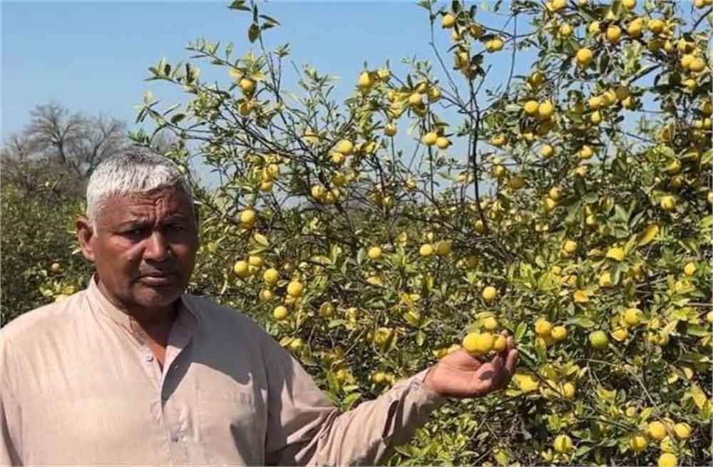 बागवानी के साथ ऑर्गेनिक सब्जियों की खेती करते हुए किसान