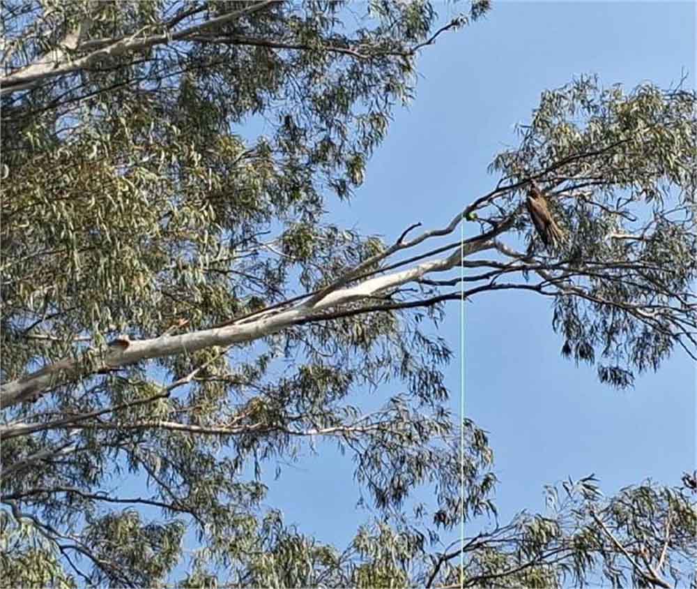 राज्य में चाइना डोर का कहर थमने का नाम नहीं ले रहा, बच्ची की मौत के बाद अब एक और कांड 6 राज्य में चाइना डोर का कहर थमने का नाम नहीं