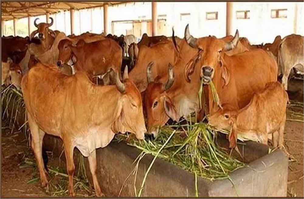 हरियाणा सरकार किसानों को कई योजनाओं का लाभ दे रही, देशी गाय पालने पर मिलेगी इतने रूपए की सब्सिडी 6 हरियाणा सरकार किसानों को कई योजनाओं का लाभ दे रही