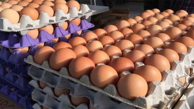 अमेरिका में बर्ड फ्लू के मामलों में फिर से बढ़ोतरी