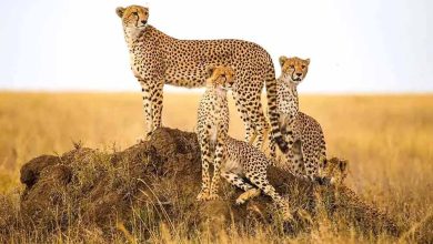कूनो में चीतों की सख्यां में होगा इजाफा दक्षिण अफ्रीका