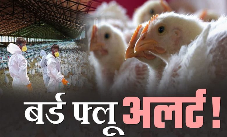 छिंदवाड़ा में बर्ड फ्लू की पुष्टि जिला प्रशासन फ्रंट फुट