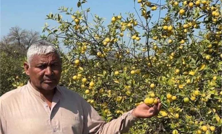 बागवानी के साथ ऑर्गेनिक सब्जियों की खेती करते हुए किसान