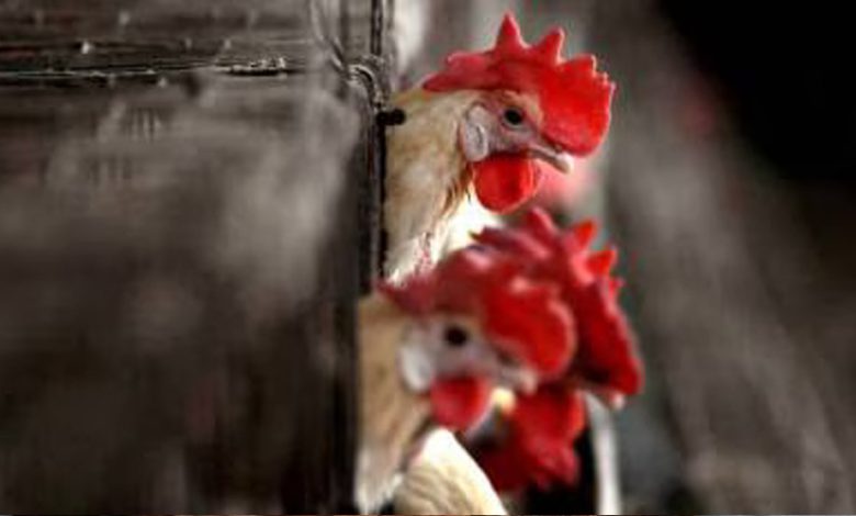 मोहखेड़ में बर्ड फ्लू की पुष्टि छिंदवाड़ा जिले में अलर्ट