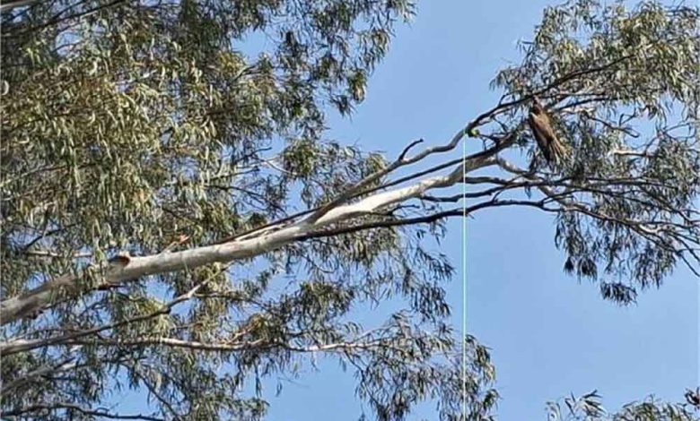 राज्य में चाइना डोर का कहर थमने का नाम नहीं