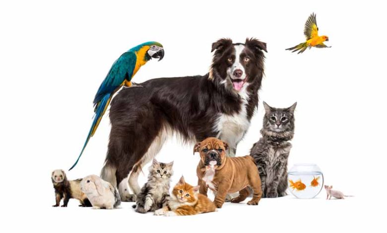 वास्तु शास्त्र के अनुसार इस जानवरों को पालने से आती