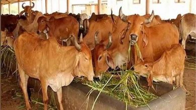 हरियाणा सरकार किसानों को कई योजनाओं का लाभ दे रही