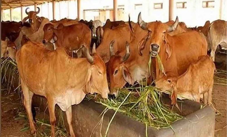 हरियाणा सरकार किसानों को कई योजनाओं का लाभ दे रही