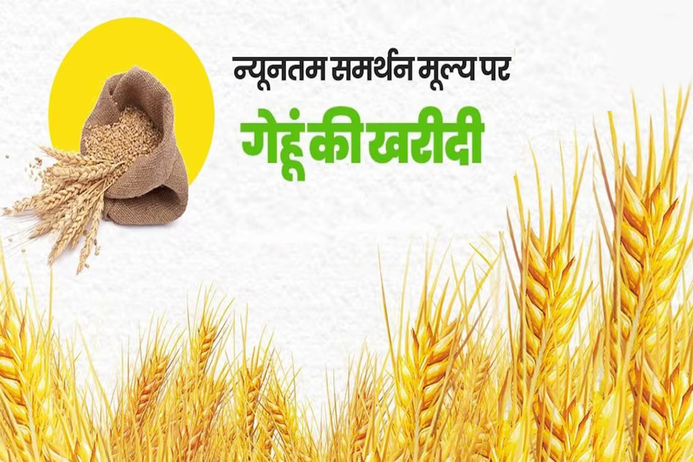 आज से मध्यप्रदेश में गेहूं खरीदी, भोपाल में 60 सेंटर बने, इंदौर, उज्जैन-नर्मदापुरम में अच्छी आवक होने की उम्मीद 6 आज से मध्यप्रदेश में गेहूं खरीदी भोपाल में 60 सेंटर