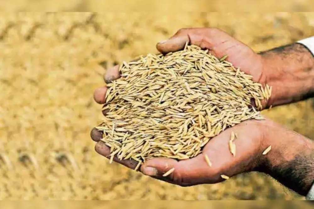 इटारसी मंडी में धान की बढ़ती आवक को देख प्रशासन ने 21 से 29 मार्च तक मंडी सातों दिन खोलने का फैसला लिया 6 इटारसी मंडी में धान की बढ़ती आवक को देख प्रशासन
