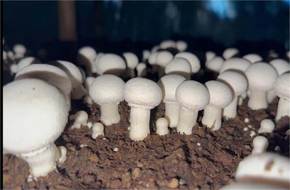 किसान ने निजी स्कूल में शिक्षक की नौकरी लाखों का