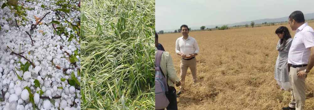 जयपुर में आंधी तूफान ओलावृष्टि से फसल चौपट कलेक्टर ने
