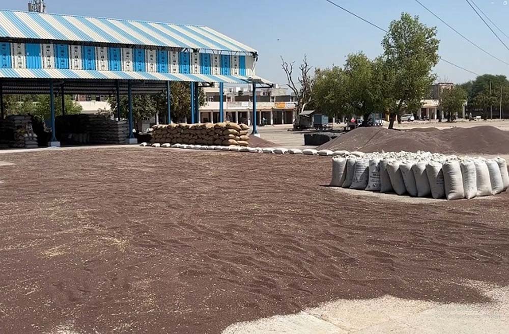 जिले में आखिरकार 13 दिन बाद सरसों की सरकारी खरीद