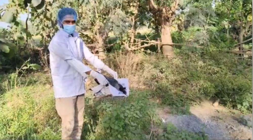 बिहार के भोजपुर में 20 कौओं की रहस्यमयी मौत, बर्ड फ्लू की आशंका से इनकार, जिससे इलाके में फैली दहशत 6 बिहार के भोजपुर में 20 कौओं की रहस्यमयी मौत बर्ड