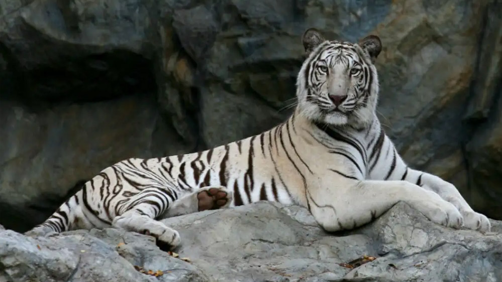 महाराजा मार्तण्ड सिंह व्हाइट टाइगर सफारी का निरीक्षण अब मोहन