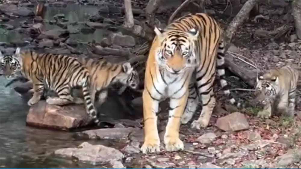 रणथंभौर टाइगर रिजर्व बना देश का सबसे घनी टाइगर आबादी