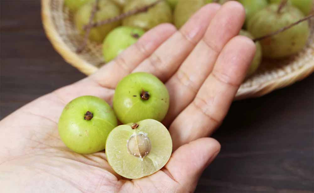 सेहत के लिए बहुत जरूरी है आंवले का सेवन