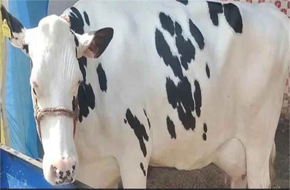 हरियाणा सरकार ने गौ रक्षा कानून के लिए उठाया बड़ा