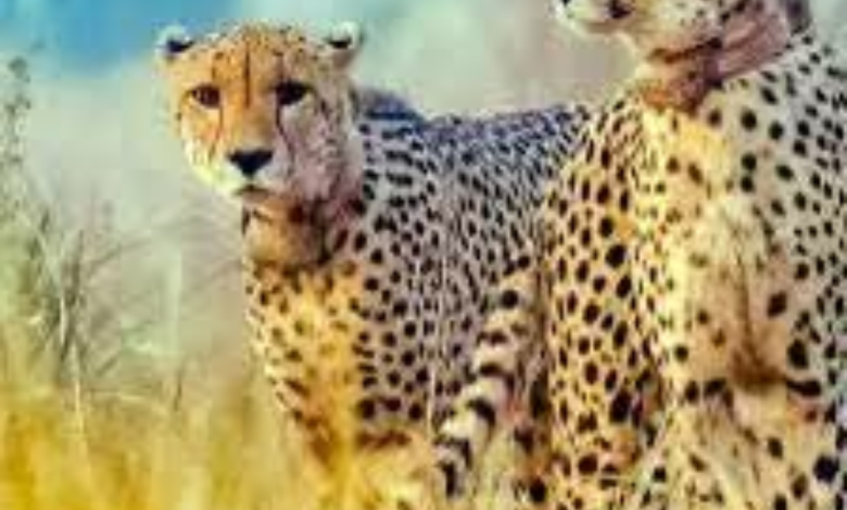 Tiger Project : चीतों का पुनर्वास और हमारी मानसिकता.. 1 Screenshot 20250329 144806.Facebook28129