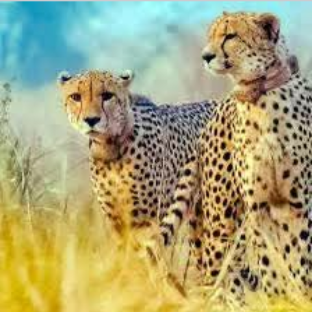 Tiger Project : चीतों का पुनर्वास और हमारी मानसिकता.. 6 Screenshot 20250329 144806.Facebook28129