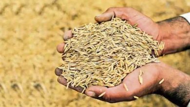 इटारसी मंडी में धान की बढ़ती आवक को देख प्रशासन