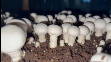 किसान ने निजी स्कूल में शिक्षक की नौकरी लाखों का