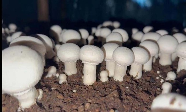 किसान ने निजी स्कूल में शिक्षक की नौकरी लाखों का पैकेज छोड़ मशरूम की खेती शुरू कर मोटा मुनाफा कमा रहा 1 किसान ने निजी स्कूल में शिक्षक की नौकरी लाखों का