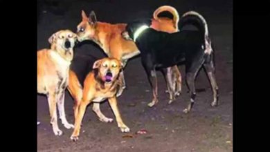 कुत्ते काटने के मामले बढ़े केंद्रीय मंत्री ने दिए नसबंदी