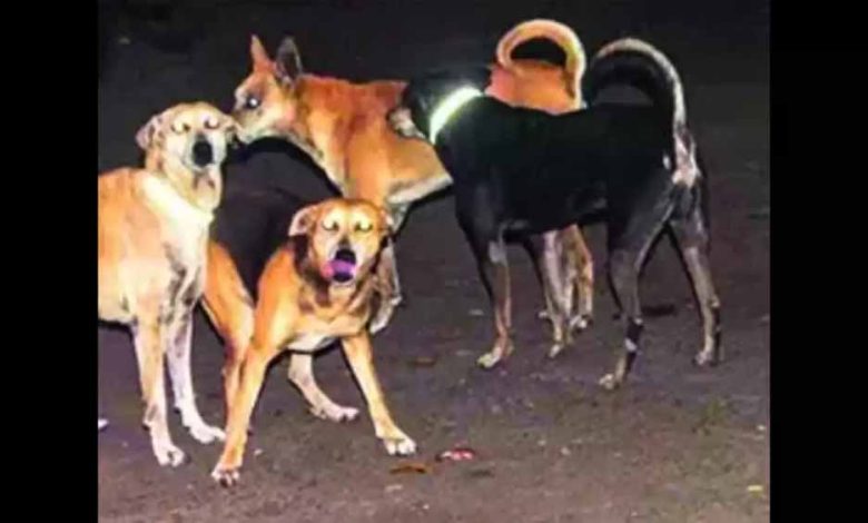 कुत्ते काटने के मामले बढ़े, केंद्रीय मंत्री ने दिए नसबंदी और टीकाकरण अभियान के निर्देश 1 कुत्ते काटने के मामले बढ़े केंद्रीय मंत्री ने दिए नसबंदी