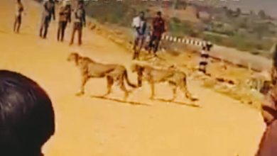 कूनो नेशनल पार्क में छोड़े गए चीता ज्वाला और 4