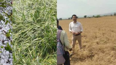 जयपुर में आंधी तूफान ओलावृष्टि से फसल चौपट कलेक्टर ने