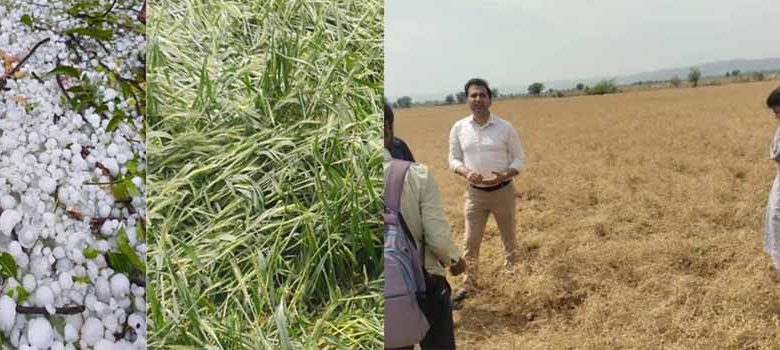 जयपुर में आंधी, तूफान, ओलावृष्टि से फसल चौपट, कलेक्टर ने लिया जायजा 1 जयपुर में आंधी तूफान ओलावृष्टि से फसल चौपट कलेक्टर ने