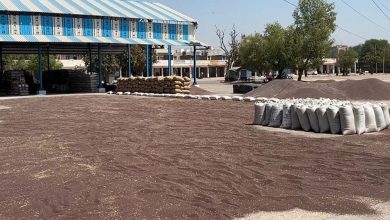 जिले में आखिरकार 13 दिन बाद सरसों की सरकारी खरीद