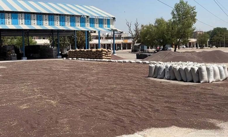 जिले में आखिरकार 13 दिन बाद सरसों की सरकारी खरीद