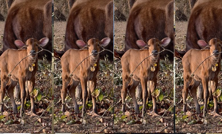 बांधवगढ़ में आए बायसनो में से दो बायसनो ने नन्हे मेहमानों को दिया जन्म 1 बांधवगढ़ में आए बायसनो में से दो बायसनो ने नन्हे