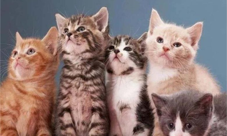 बिल्लियों में फैल रहा खतरनाक एफपीवी वायरस वायरस से संक्रमित