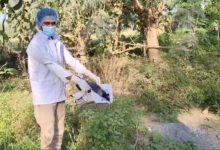 बिहार के भोजपुर में 20 कौओं की रहस्यमयी मौत बर्ड