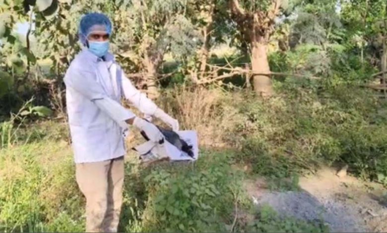 बिहार के भोजपुर में 20 कौओं की रहस्यमयी मौत, बर्ड फ्लू की आशंका से इनकार, जिससे इलाके में फैली दहशत 1 बिहार के भोजपुर में 20 कौओं की रहस्यमयी मौत बर्ड