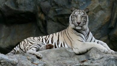 महाराजा मार्तण्ड सिंह व्हाइट टाइगर सफारी का निरीक्षण अब मोहन