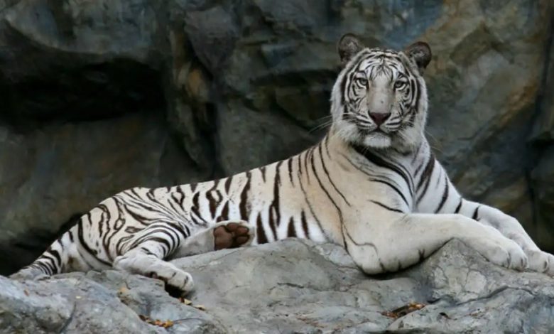 महाराजा मार्तण्ड सिंह व्हाइट टाइगर सफारी का निरीक्षण अब मोहन